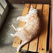 ヒメ日記 2025/01/16 12:09 投稿 なお 熟年サンムーン