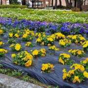 なお 春〜 熟年サンムーン