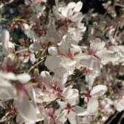 ヒメ日記 2025/04/05 19:50 投稿 あや 谷町人妻ゴールデン倶楽部