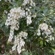 ヒメ日記 2025/04/20 07:55 投稿 あや 谷町人妻ゴールデン倶楽部