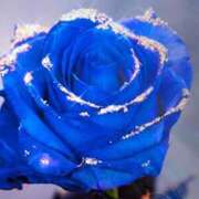 ヒメ日記 2025/04/13 13:24 投稿 りょう 熟女の風俗最終章 新潟店