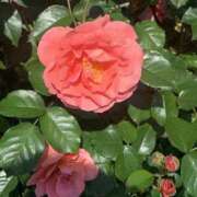 ヒメ日記 2025/07/04 17:18 投稿 まゆり 浜松人妻なでしこ(カサブランカグループ)