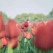 ヒメ日記 2025/08/15 16:42 投稿 まゆり 浜松人妻なでしこ(カサブランカグループ)