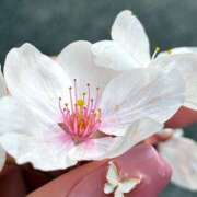 ヒメ日記 2025/03/30 15:23 投稿 きら 池袋風俗　池袋いきなりビンビン伝説