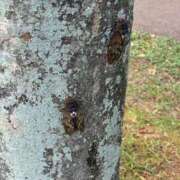 ヒメ日記 2025/08/25 12:11 投稿 きら 池袋風俗　池袋いきなりビンビン伝説