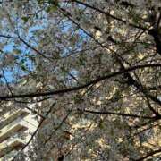 ヒメ日記 2025/04/07 11:16 投稿 えり ENTERTAINMENT SOAP LOVE VEGAS(ラブベガス)