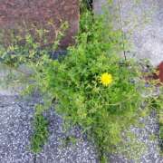 ヒメ日記 2025/04/12 18:08 投稿 Aya LovingTouch（ラビングタッチ）