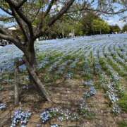 ヒメ日記 2025/04/13 12:20 投稿 はな 奥鉄オクテツ東京店（デリヘル市場）