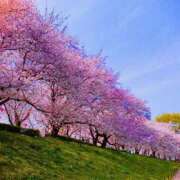 ヒメ日記 2025/04/12 10:25 投稿 ここ 素人妻御奉仕倶楽部Hip's取手店