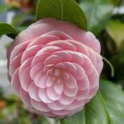 ヒメ日記 2025/03/12 17:29 投稿 みき 完熟ばなな千葉店