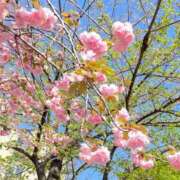 ヒメ日記 2025/04/15 06:42 投稿 みき 完熟ばなな千葉店