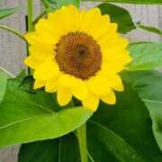 ヒメ日記 2025/08/13 07:42 投稿 みき 完熟ばなな千葉店