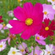 ヒメ日記 2025/10/18 07:32 投稿 みき 完熟ばなな千葉店