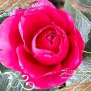 ヒメ日記 2025/12/31 10:52 投稿 みき 完熟ばなな千葉店