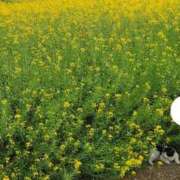 ヒメ日記 2025/04/22 02:12 投稿 ちなつ Hip's-group越谷本店