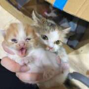 ヒメ日記 2024/12/15 04:00 投稿 せいら チェックイン横浜女学園