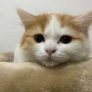 ヒメ日記 2024/12/23 23:30 投稿 せいら チェックイン横浜女学園