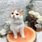 ヒメ日記 2025/12/06 11:32 投稿 せいら チェックイン横浜女学園