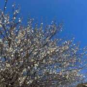 ヒメ日記 2025/02/19 12:28 投稿 礼奈(れいな) 人妻出逢い会 百合の園 山の手本店