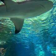 ヒメ日記 2025/12/23 11:47 投稿 礼奈(れいな) 人妻出逢い会 百合の園 山の手本店