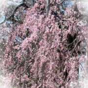 ヒメ日記 2025/03/22 07:44 投稿 あいか 熟女の風俗最終章 仙台店