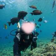 ヒメ日記 2025/07/10 12:02 投稿 りんご アリスカフェ