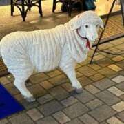 ヒメ日記 2025/11/29 19:30 投稿 りんご アリスカフェ