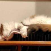 ヒメ日記 2025/12/05 12:01 投稿 りんご アリスカフェ