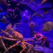 ヒメ日記 2026/02/18 16:30 投稿 りんご アリスカフェ