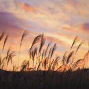 ヒメ日記 2025/10/09 20:00 投稿 さき 甲府人妻隊