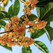 ヒメ日記 2025/10/17 18:54 投稿 もも 千葉松戸ちゃんこ