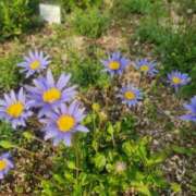 ヒメ日記 2025/05/15 12:22 投稿 みほ 人妻熟女奉仕倶楽部