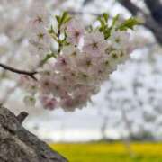 ヒメ日記 2025/04/08 11:49 投稿 けいこ 再婚したい女達