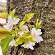 ヒメ日記 2026/02/15 11:28 投稿 ひとみ 角海老石亭