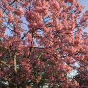 ヒメ日記 2026/03/01 11:28 投稿 ひとみ 角海老石亭