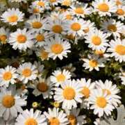 ひとみ 出勤 角海老石亭