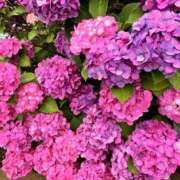 ヒメ日記 2026/06/14 11:28 投稿 ひとみ 角海老石亭