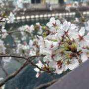 ヒメ日記 2026/04/02 14:17 投稿 レイ 角海老石亭