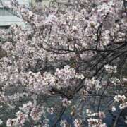 ヒメ日記 2026/04/04 15:41 投稿 レイ 角海老石亭