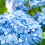 ヒメ日記 2025/10/27 09:15 投稿 ご奉仕婦人えみり【青】 エッチなお店