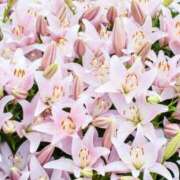 ヒメ日記 2025/10/27 11:05 投稿 ご奉仕婦人えみり【青】 エッチなお店