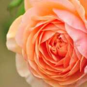 ヒメ日記 2025/10/27 16:15 投稿 ご奉仕婦人えみり【青】 エッチなお店