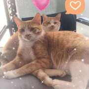 ヒメ日記 2025/11/19 15:21 投稿 神楽◇かぐら 人妻吐息