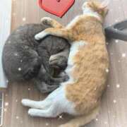 ヒメ日記 2025/11/23 02:01 投稿 神楽◇かぐら 人妻吐息