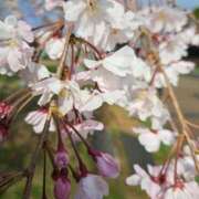 ヒメ日記 2025/04/06 10:45 投稿 みなこ 熟女家 東大阪店（布施・長田）