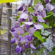 ヒメ日記 2025/04/30 01:45 投稿 みなこ 熟女家 東大阪店（布施・長田）