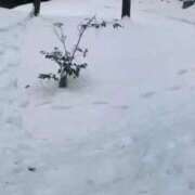 ヒメ日記 2026/01/29 22:29 投稿 やよい 完熟ばなな札幌・すすきの