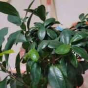 ヒメ日記 2026/03/13 11:12 投稿 やよい 完熟ばなな札幌・すすきの