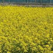 ヒメ日記 2026/04/20 22:23 投稿 しゅり 熟女の風俗最終章 高崎店