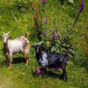 かおるこ Life is shot おいらん(池袋)